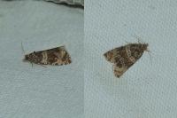 Orthotaenia undulana