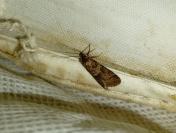 Tortricodes alternella