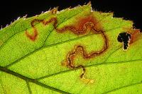 Stigmella aurella