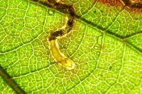 Stigmella aurella