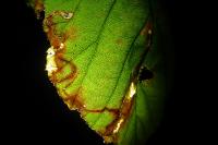 Stigmella aurella