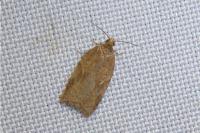 Acleris ferrugana