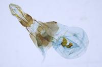 Eucosma cana