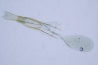 Cnephasia incertana