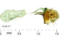 Aproaerema anthyllidella