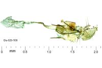 Aproaerema suecicella