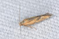Metzneria artificella