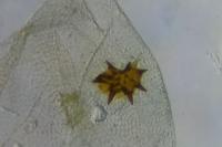 Acleris cristana