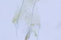 Coleophora potentillae