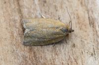 Aphelia viburnana