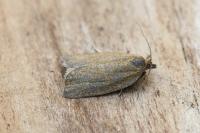 Aphelia viburnana