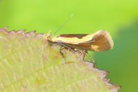 Harpella forficella