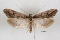 Eriocottis paradoxella