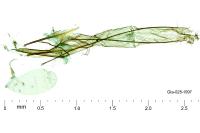 Mirificarma eburnella