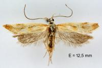 Mirificarma eburnella