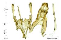 Mirificarma eburnella