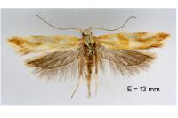 Mirificarma eburnella