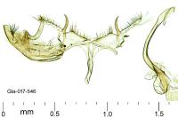 Bryotropha affinis