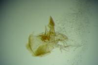 Carpatolechia decorella