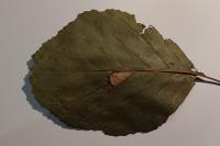Phyllonorycter nicellii