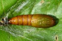 Archips rosana