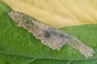 Phyllonorycter mespilella