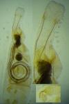 Coleophora congeriella