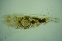 Coleophora congeriella