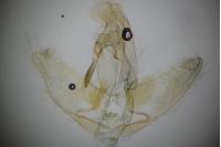 Agonopterix ciliella