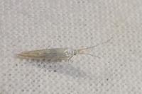 Coleophora congeriella