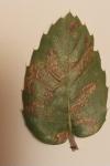 Ectoedemia heringella