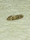 Carpatolechia decorella