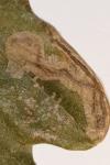 Stigmella