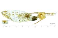 Coleophora mediterranea