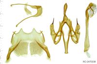 Aroga aristotelis