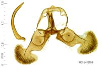 Dichrorampha eximia