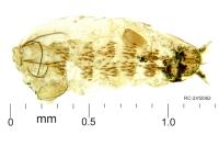 Leucoptera aceris