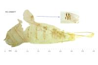 Tecmerium perplexum