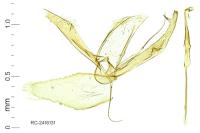 Phyllonorycter barbarella