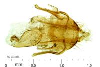 Aethes languidana