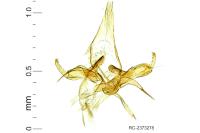 Phyllonorycter cocciferella