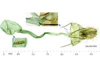 Agonopterix alpigena