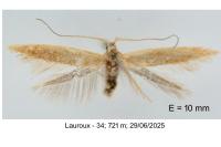 Coleophora lutipennella