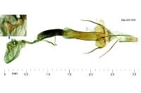 Coleophora lutipennella