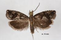 Rhopobota ustomaculana