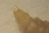 Phyllonorycter harrisella