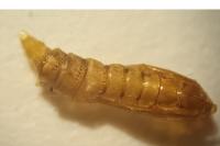 Phyllonorycter harrisella