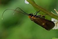 Cauchas rufimitrella