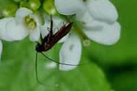 Cauchas rufimitrella