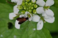 Cauchas rufimitrella